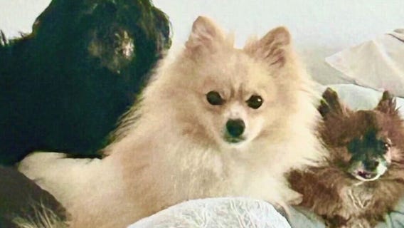 New law aims to help pets during natural disasters