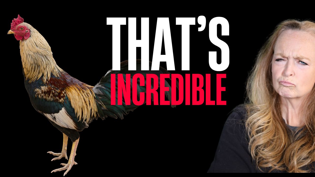 That?s Incredible: Emotional Support Chicken & Wild News Moments