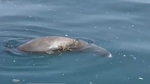 Algae threatens SoCal fishing season