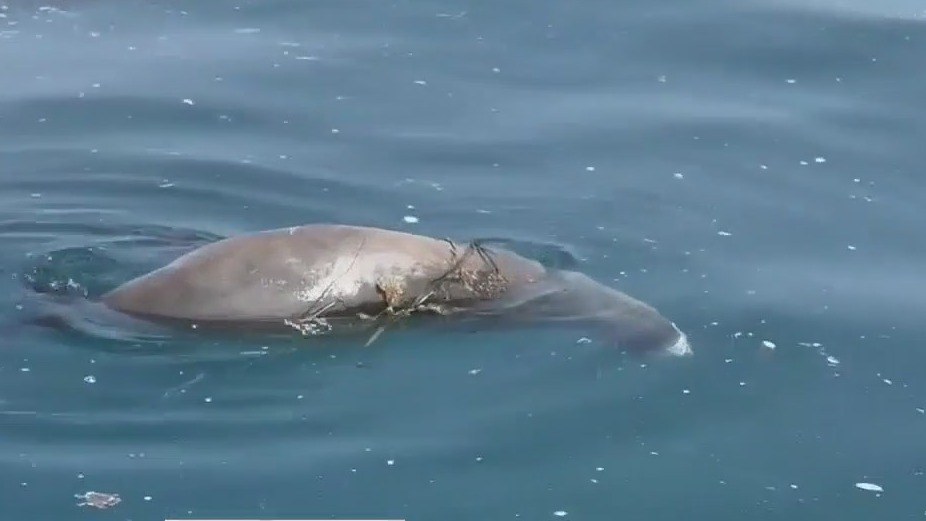 Algae threatens SoCal fishing season