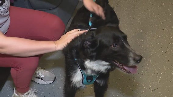 Dog who escaped during house fire, adopted in Clinton Township