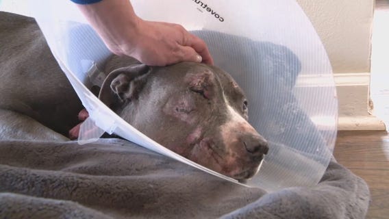 Pit bull rescued after being thrown from vehicle in Roseville