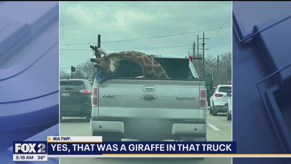 Giraffe spotted in bed of pickup truck in Metro Detroit