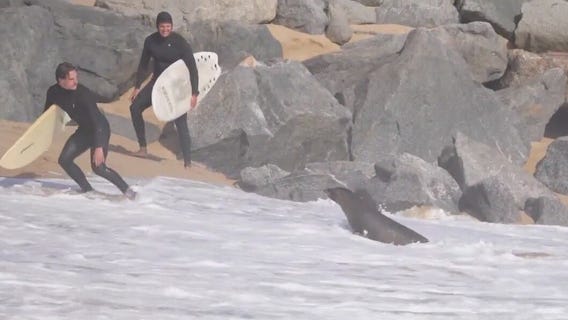 Newport Beach surfers run from sick sea lion