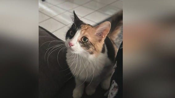 Cats being killed across Orange County