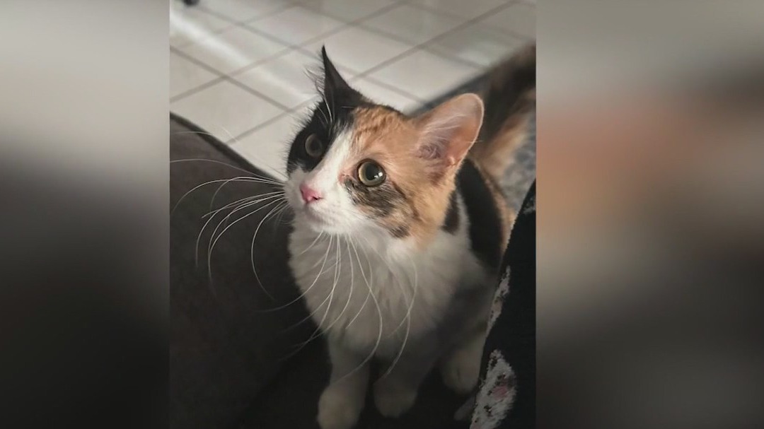 Cats being killed across Orange County