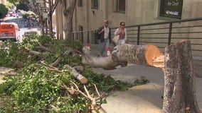 Vandals chop down trees in downtown LA