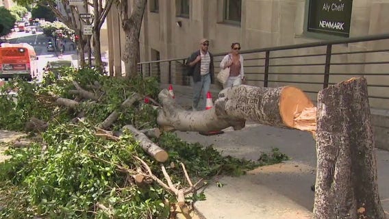 Vandals chop down trees in downtown LA