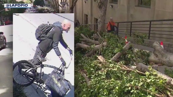 Suspect in custody after trees hacked down in DTLA