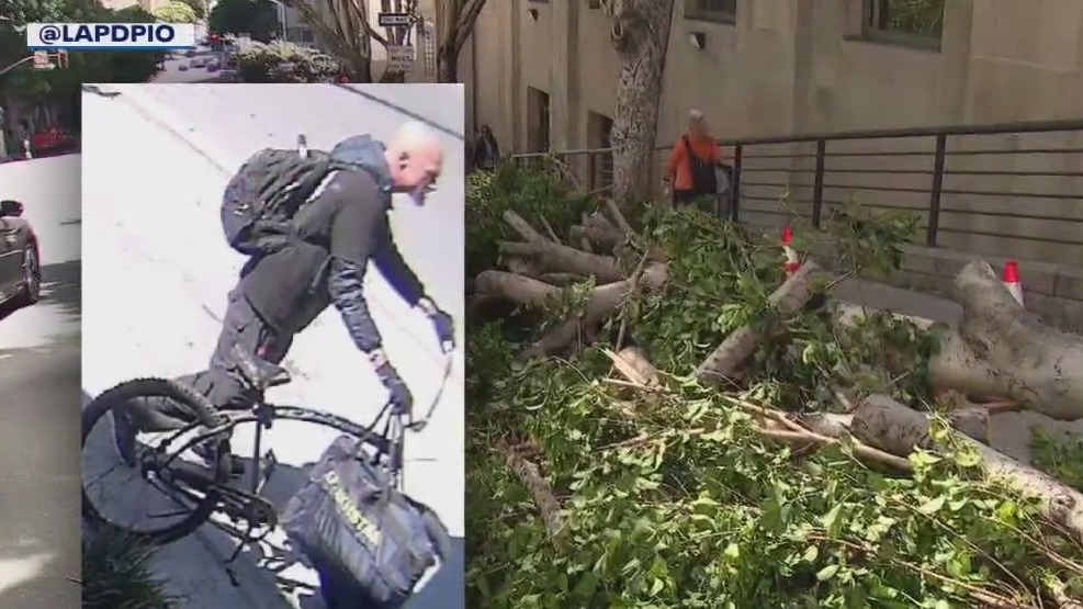 Suspect in custody after trees hacked down in DTLA