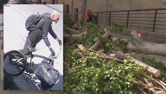 Man suspected of chopping down trees across LA
