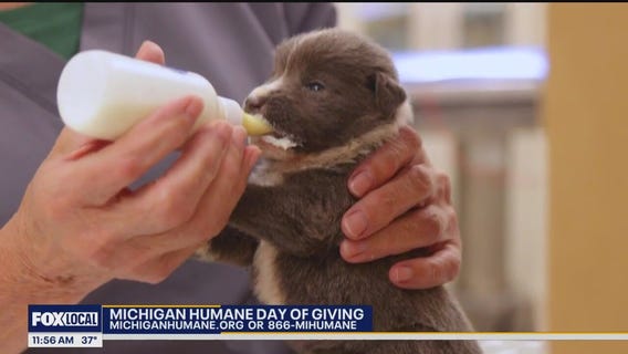 Support Michigan Humane?s Day of Giving ? Double Your Impact for Animals in Need