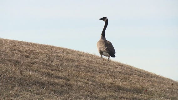 DNR to begin killing Canada geese with gas