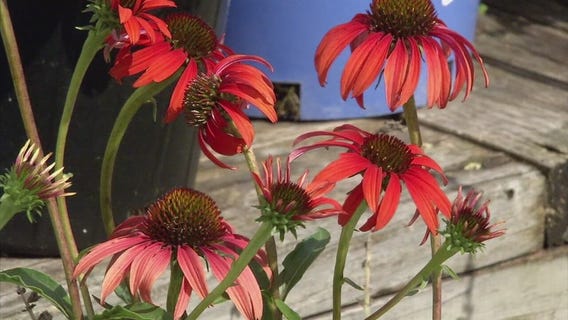 English Gardens Tulip Giveaway