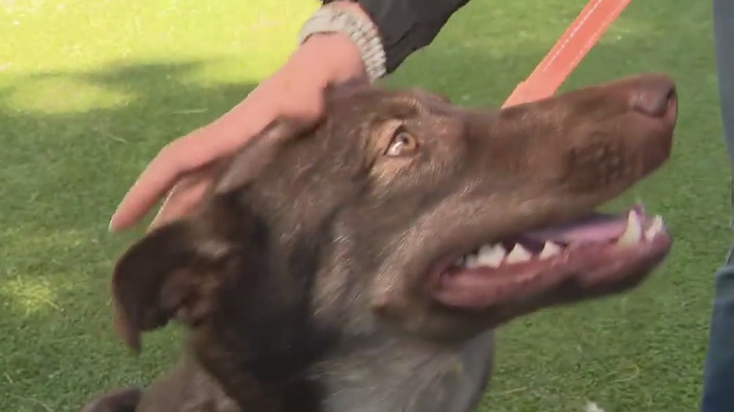 National Adopt a Shelter Pet Day on April 30th