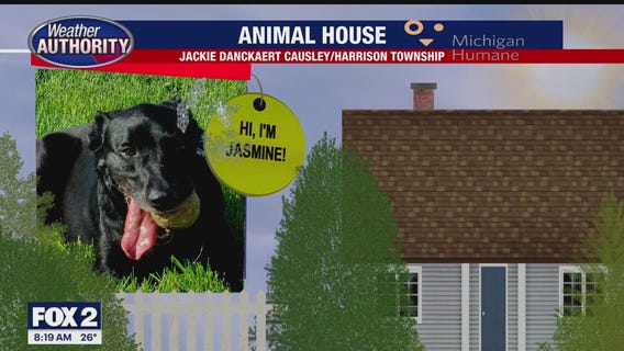 Welcome Jasmine, Lola, Lucy, River