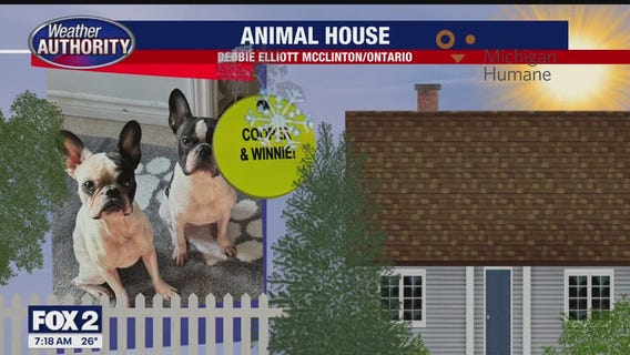 Welcome Cooper, Winnie, Spirit, Vader