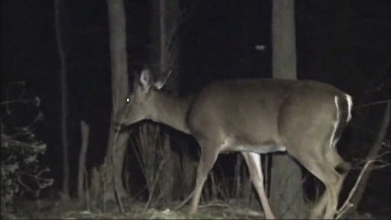 Farmington Hills considers 'lethal removal' of deer