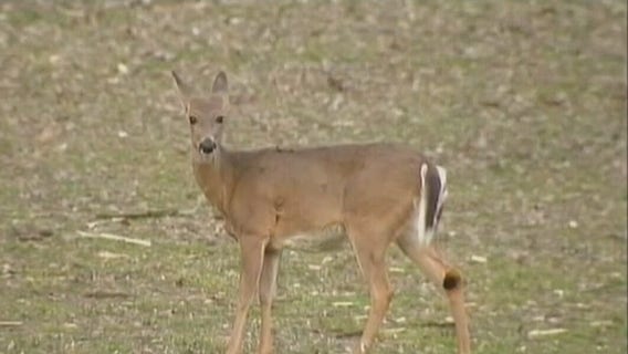 Farmington Hills hosts meeting on deer overpopulation