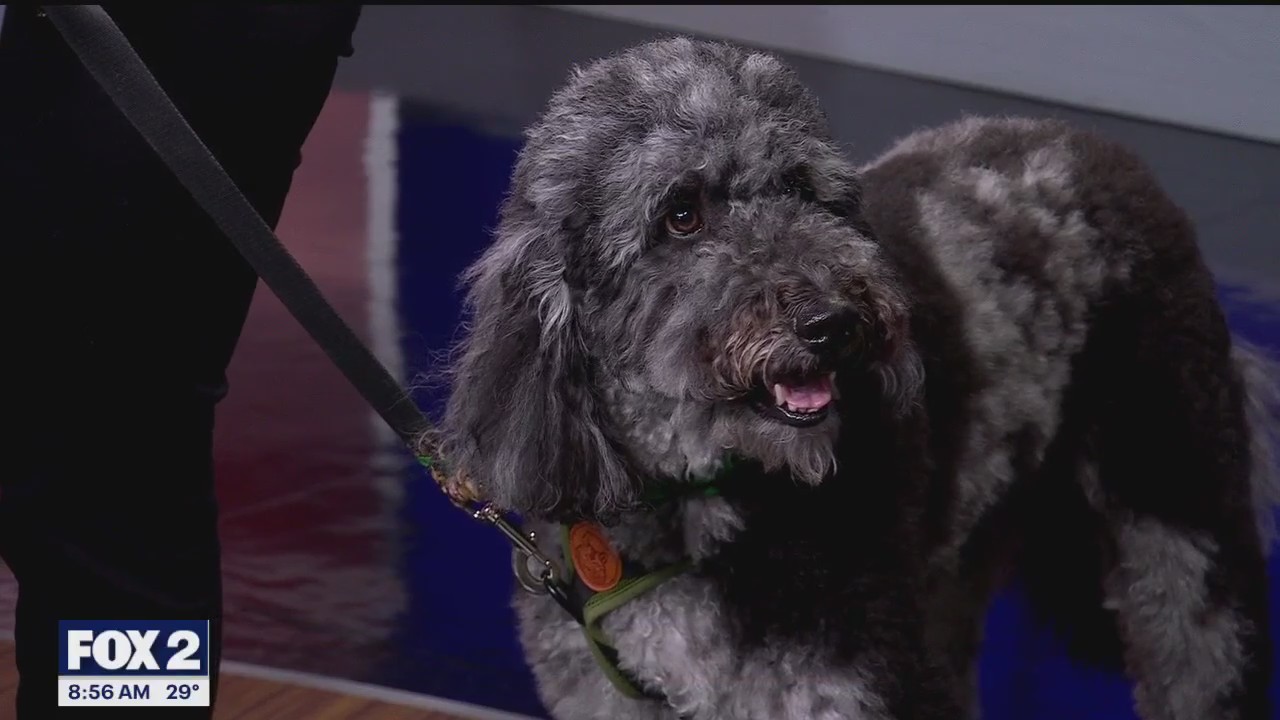 Dog Dayze returns to Blake's Orchard & Cider Mill