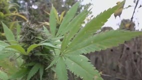 Warren City Council voted to allow recreational cannabis shops