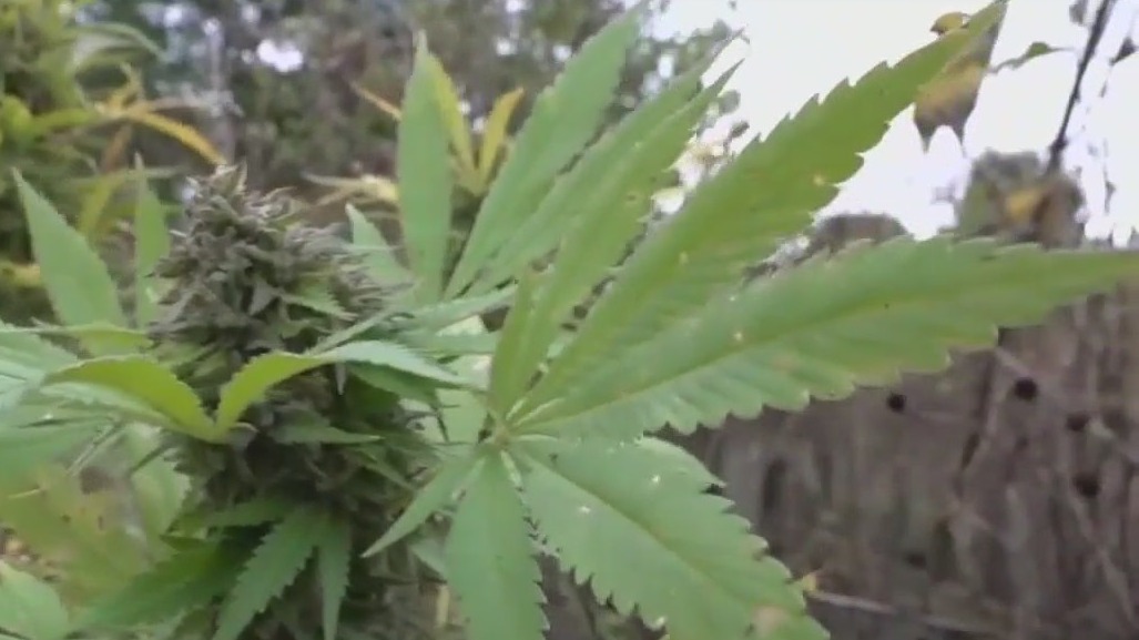 Warren City Council voted to allow recreational cannabis shops