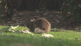 Park being overrun with squirrels