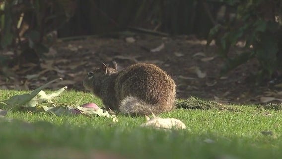Park being overrun with squirrels