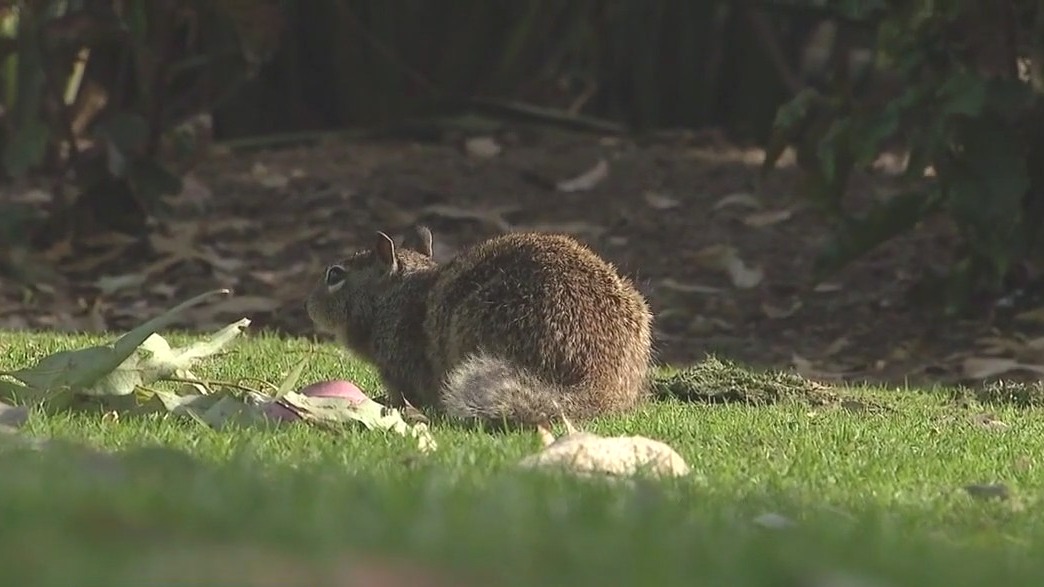 Park being overrun with squirrels