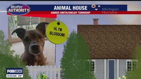 Welcome Blossom, Coco Chanel, Luna