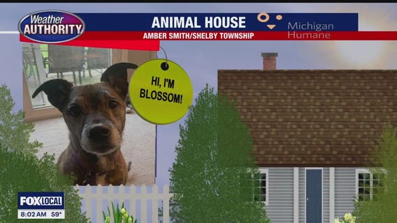 Welcome Blossom, Coco Chanel, Luna