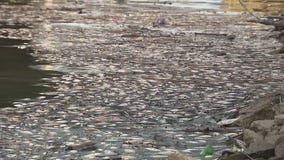 Something fishy is happening along the Rouge River