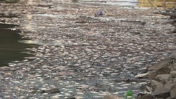 Something fishy is happening along the Rouge River