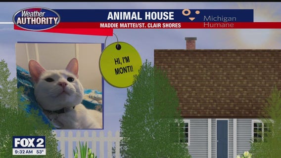 Welcome Monti, Sophie, Lucci