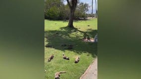 Squirrels overrun Palisades Park in Santa Monica