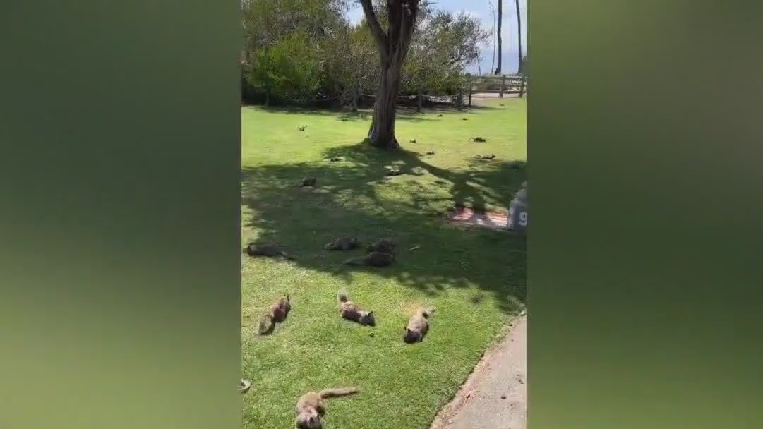 Squirrels overrun Palisades Park in Santa Monica