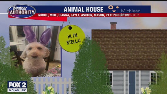 Welcome Stella, Bruce, Piper