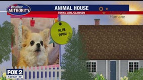 Welcome Pippa, Lucy & Vern