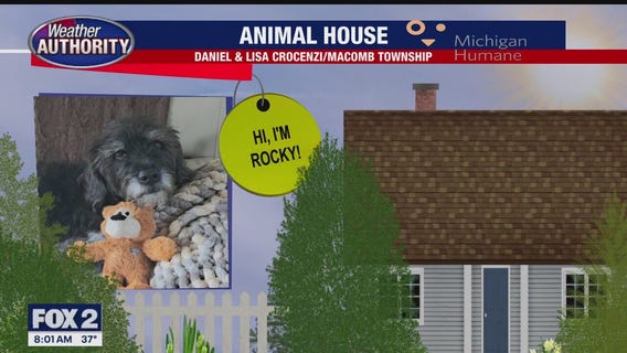 Welcome Rocky, Baxter Lee, Pinky Louise