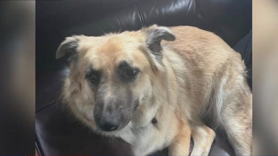 Livonia woman loses dog after driving over pothole