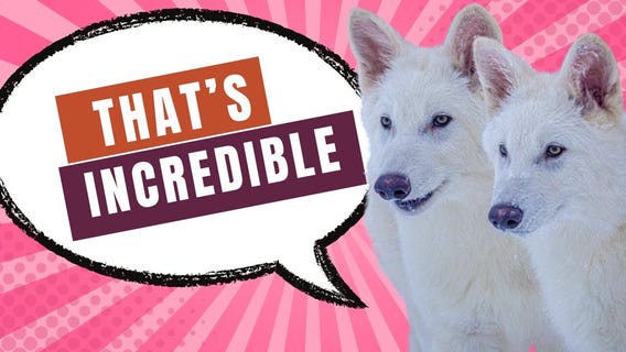 That?s Incredible 4-9-25