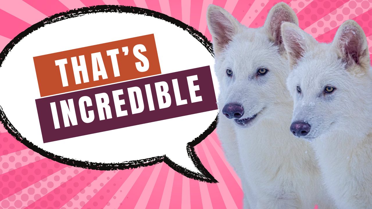 That?s Incredible 4-9-25