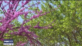 The Doctor Is In: Common triggers for seasonal allergies and treatment options