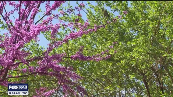 The Doctor Is In: Common triggers for seasonal allergies and treatment options