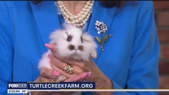 Turtle Creek Farm discusses why you shouldn't buy bunnies and chicks as pets for Easter
