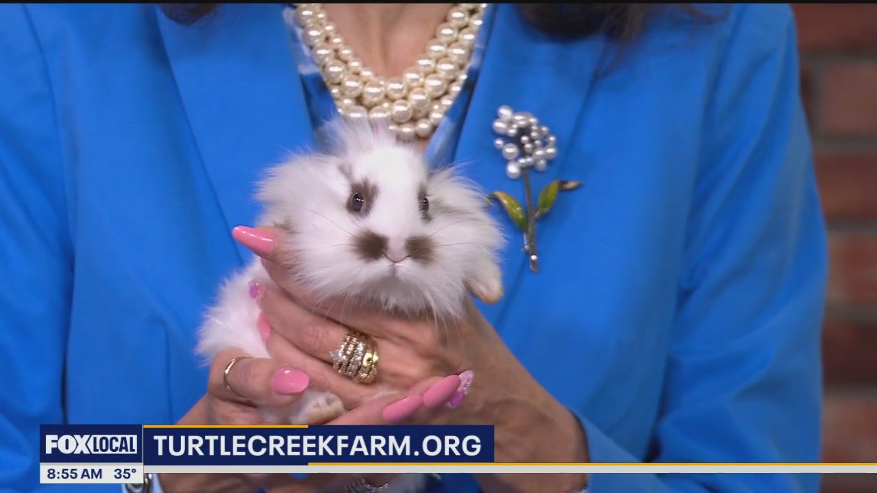 Turtle Creek Farm discusses why you shouldn't buy bunnies and chicks as pets for Easter
