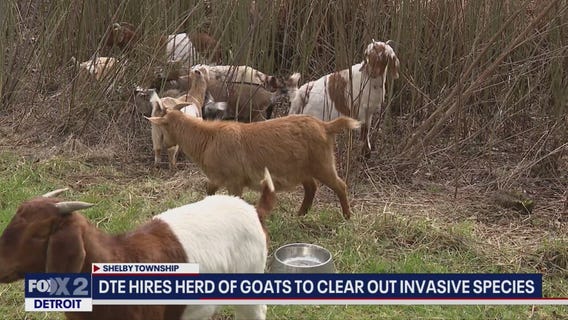 Goats provide lawn maintenance for DTE, keeping invasive species at bay