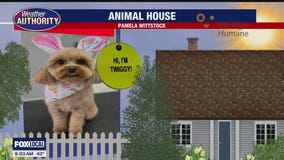 Welcome Twiggy, Vinny, Prince