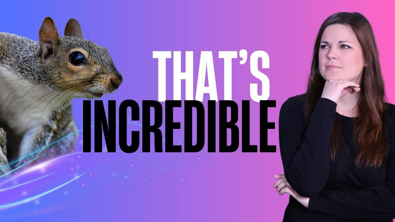 That's Incredible: Squirrel Attacks