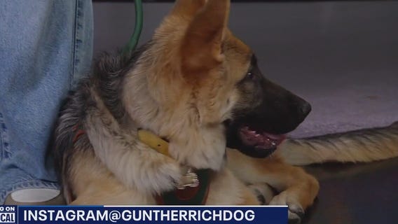 Good Day LA welcome the world's richest dog!